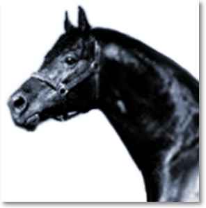 Marius - ein klassischer Veredler der Oldenburger Zucht�